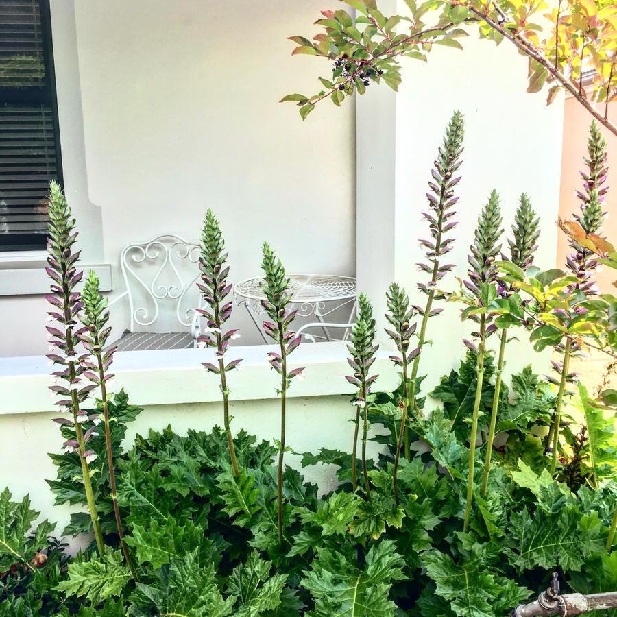99 Hill Street Apartments Orange Luaran gambar